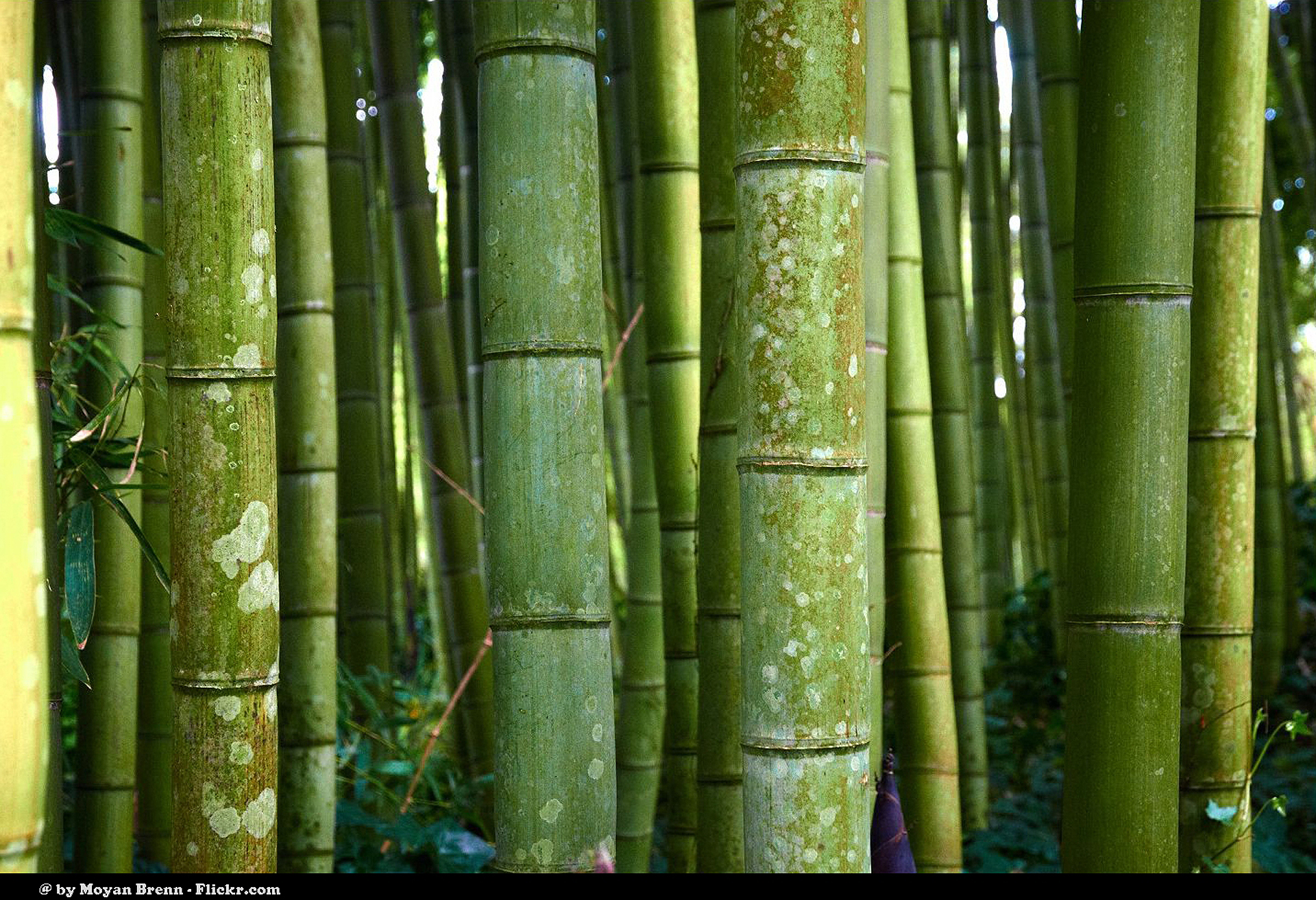 Large Bamboo Plants