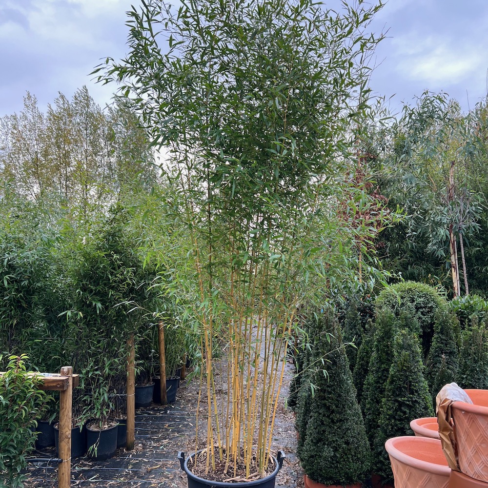 Quick Growing Bamboo