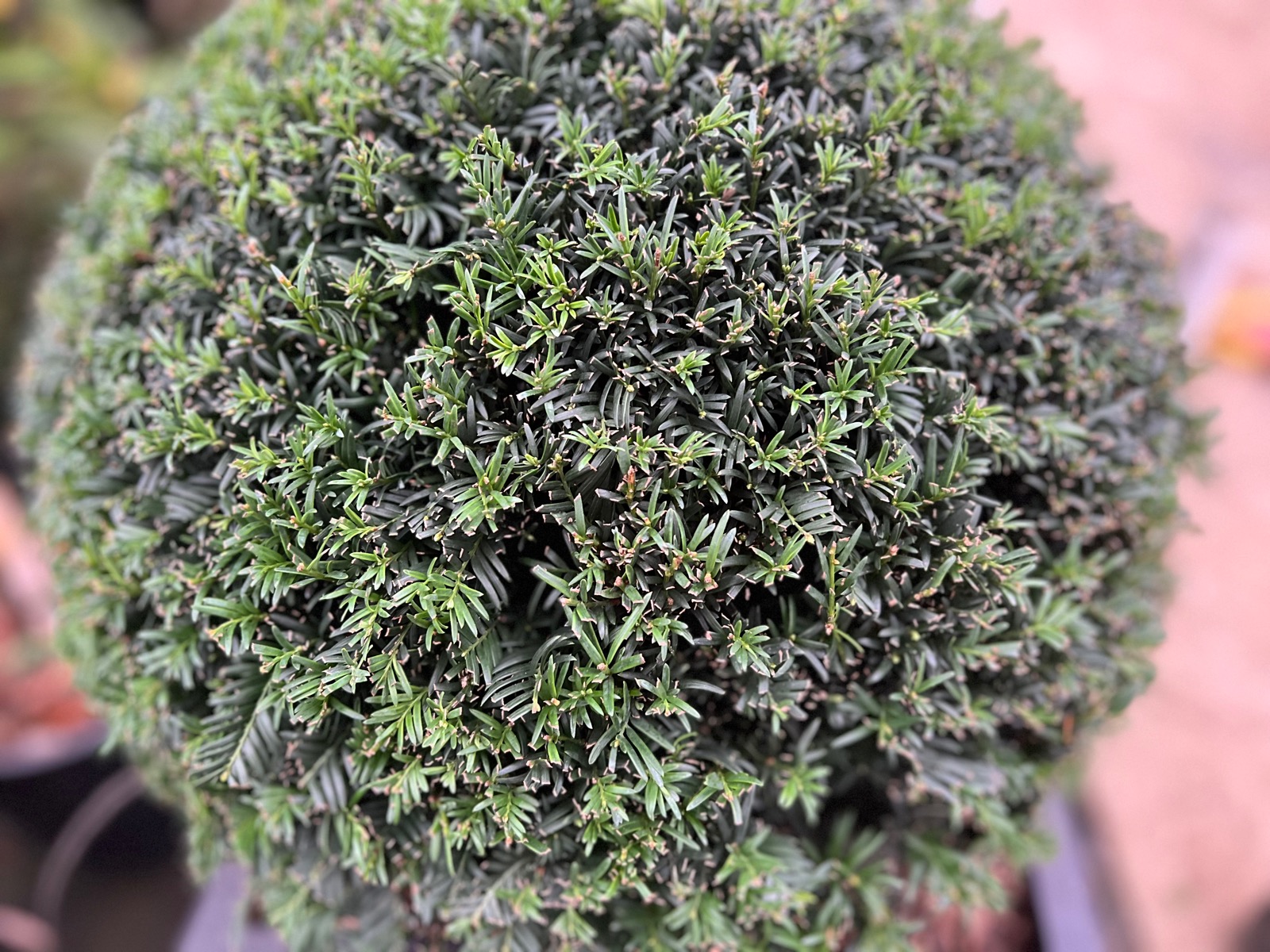 Taxus Baccata (Yew Hedging)