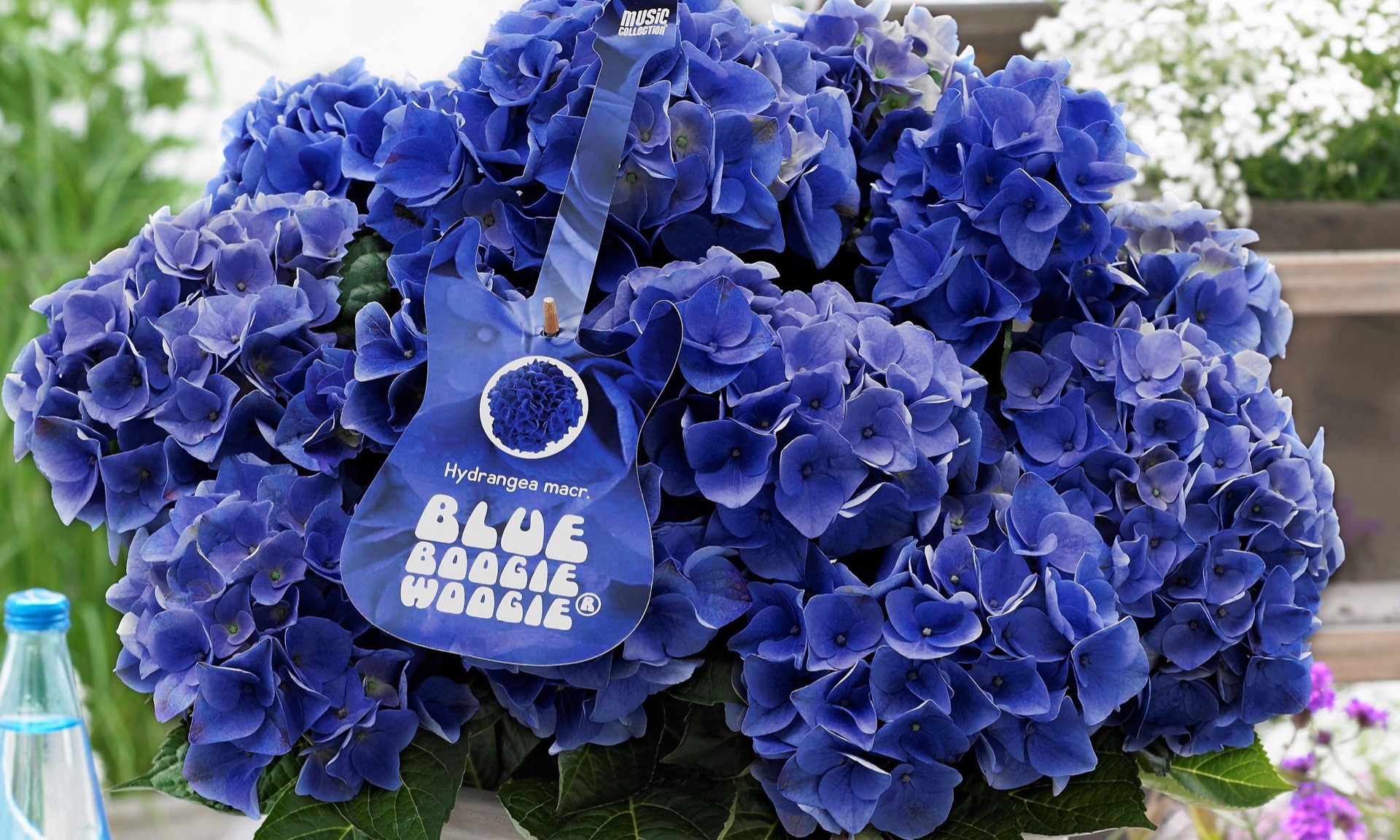Blue Flowering Hydrangea