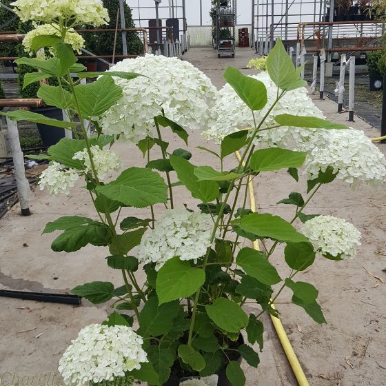 White Plants