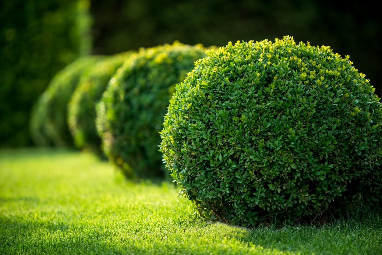 Topiary Plants and Balls