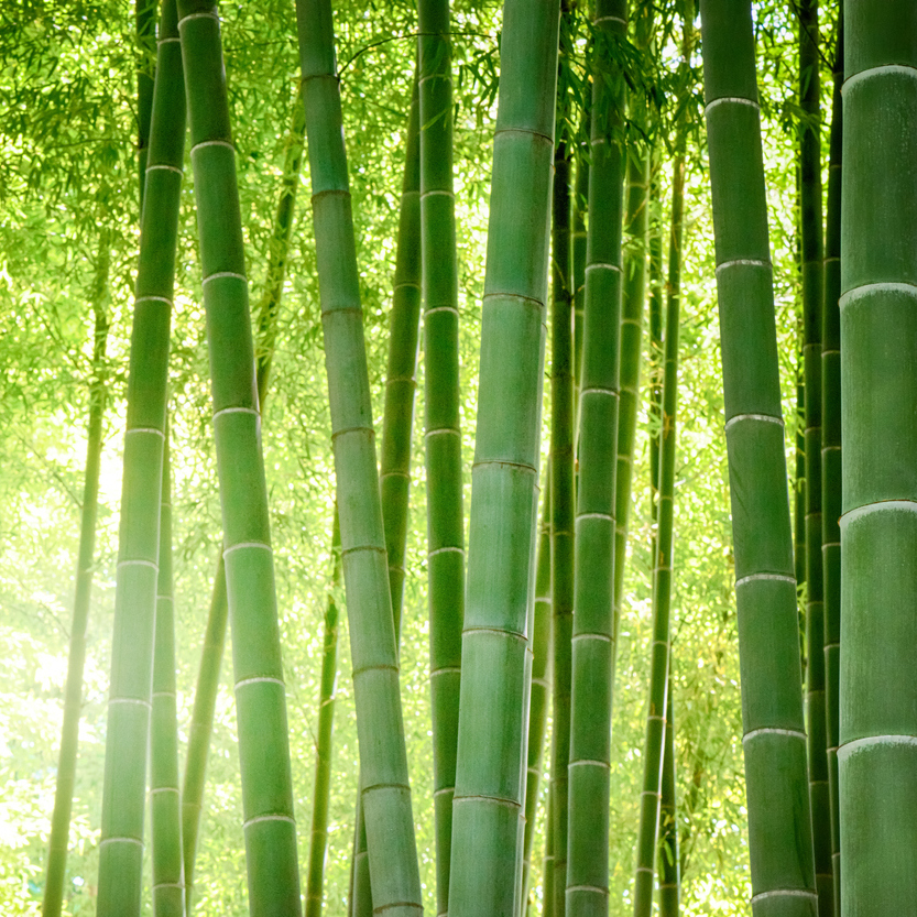 All Bamboo Plants