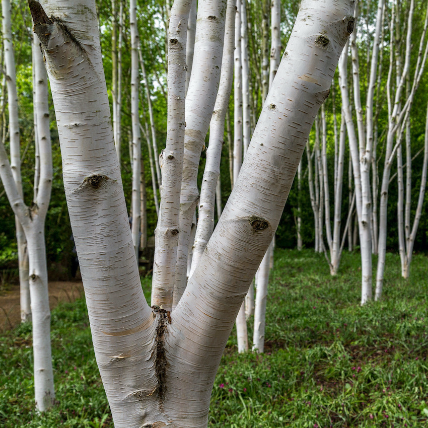 Betula/Birch Trees
