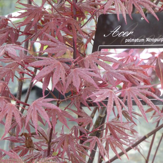 Acer Palmatum Atropurpureum 7.5 Litre