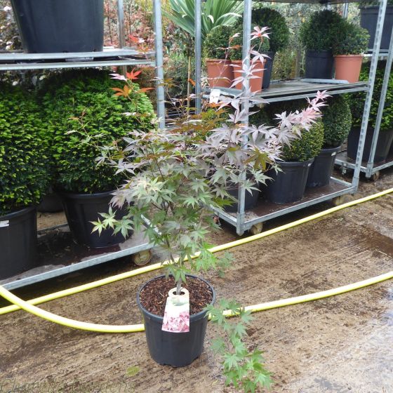 Large Acer Palmatum Red Emperor By Charellagardens.