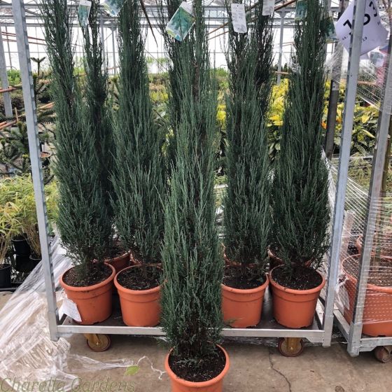 Juniperus Scopulorum Blue Arrow 10 Litre 150-175cm