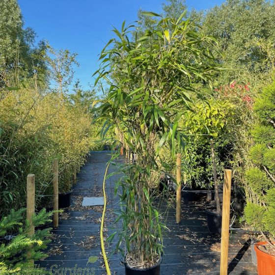 Fast Growing Large. Bamboo Plants Pseudosasa Japonica 35 Litre