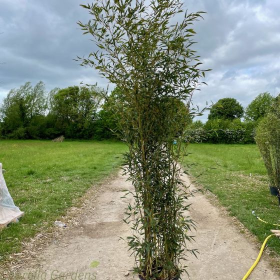 Green Stemmed Bamboo Phyllostachys 'Bissetti' 200/250cm. 35 Litre.