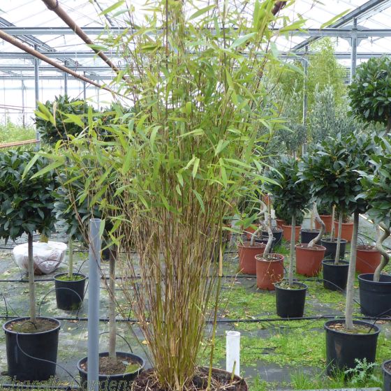 Bamboo Plants for shade Bamboo Fargesia Green Dragon. By Charellagardens