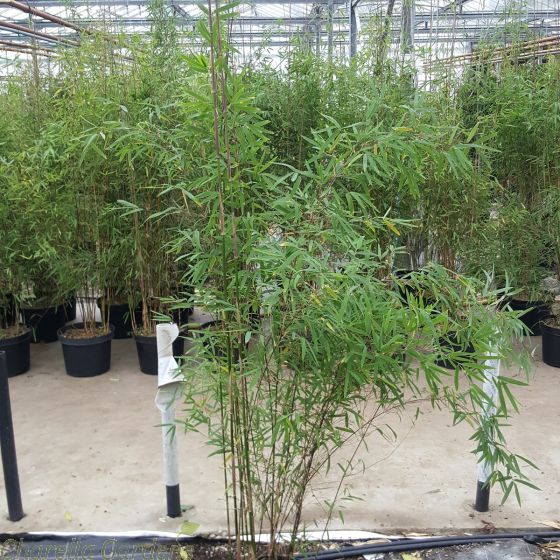 Bamboo Fargesia Jiuzhaigou. Large 10 litre plants