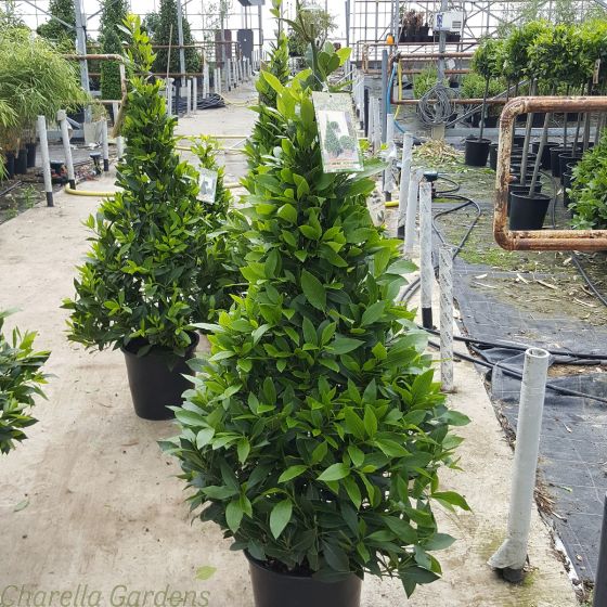 Pyramid Bay Trees. 120-125cm Tall Inclusive of pot