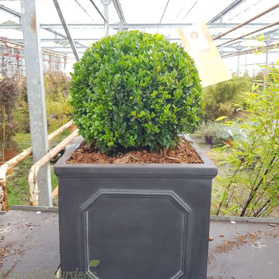Pre Planted Buxus Topiary Ball. 35cm Ball 32cm  Chelsea Planter.