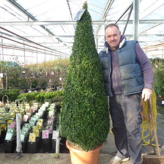 Buxus cones extra large 6ft tall - delivery by Charellagardens