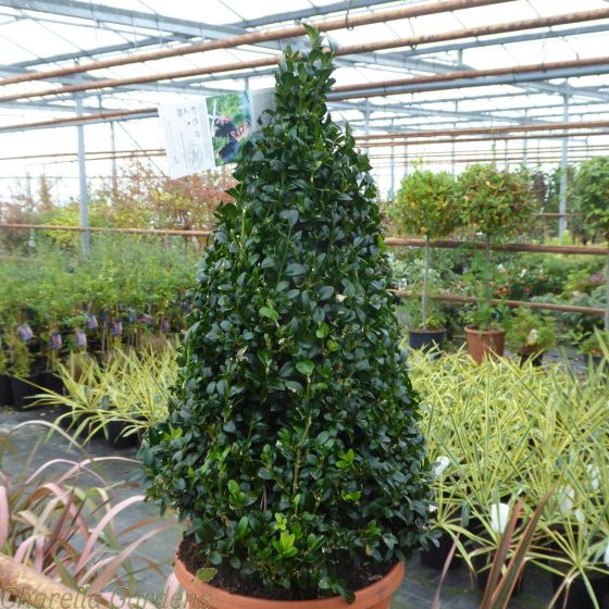 Small Buxus Pyramid Cones 5 Litre pot - Delivery by Charellagardens