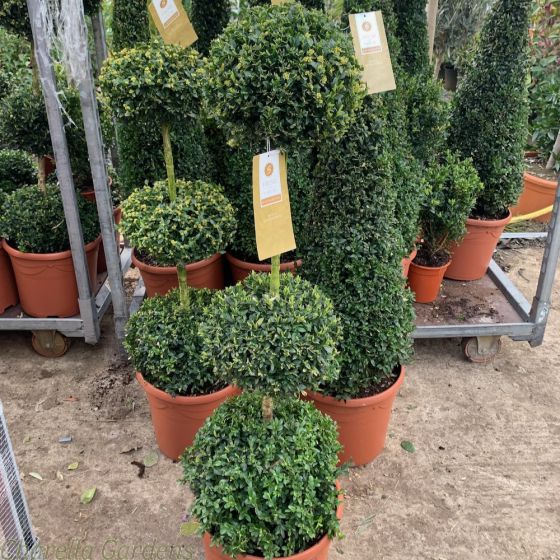 Buxus Topiary Plant. Tri ball Delivery by Charellagardns.