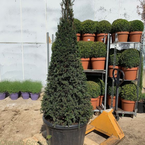 Extra Large Taxus Topiary Cones.