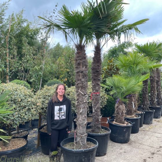 Winter Hardy UK Palms - Trachycarpus Fortunei Extra Large 180/200cm Trunk