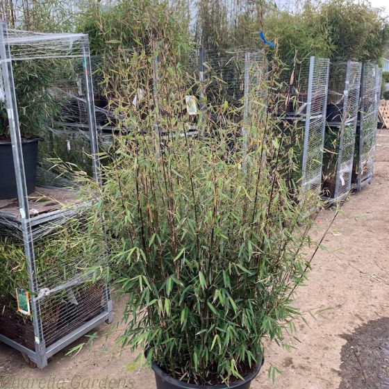 Bamboo Fargesia Jiuzhaigou Number 1, large plants in 35 litre pots.