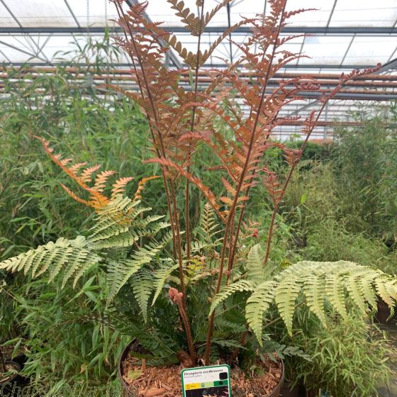 Ferns 5 Litre - Four Varieties 