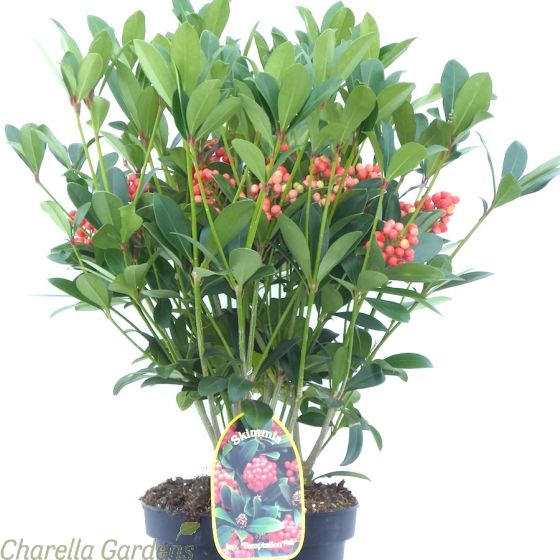 Skimmia Japonica Temptation Large 5 Litre Plants. Delivery by Charellagardens
