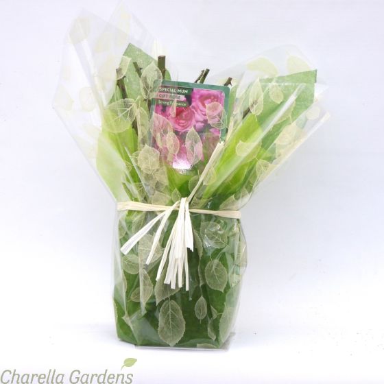 Special Mum Celebration Rose - Choose either Gift Wrapped or Unwrapped