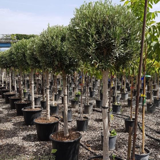 Large Mature Olive Trees, chunky stems and large compact head.
