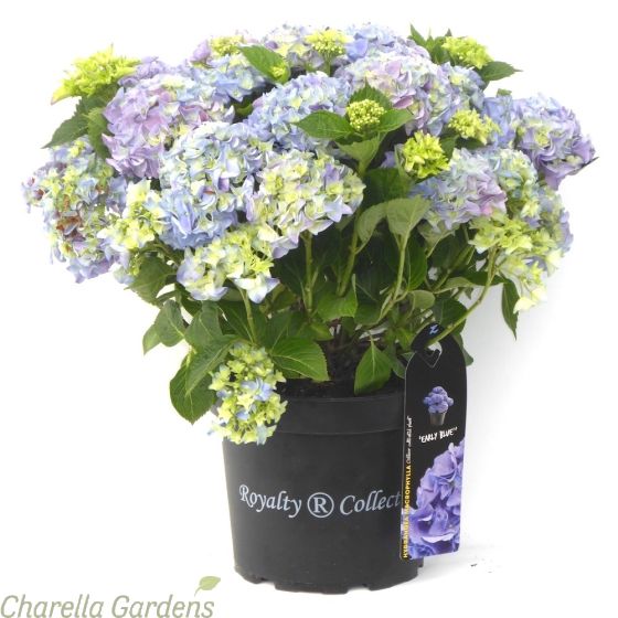 Hydrangea Royalty Collection 'Early Blue' Large plants in 7.5 litre pots - July 2018