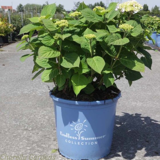 Large Hydrangea Endless Summer 'The Original' Large Plants  in 15 Litre pots delivery by Charellagardens