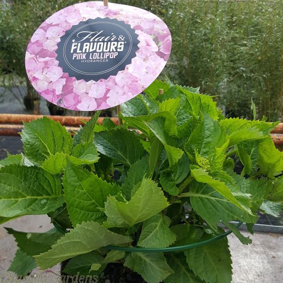 Hydrangea Flair and Flavours Pink Lollipop April 2016