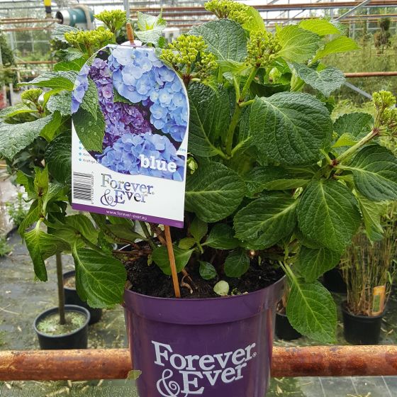 Hydrangea Forever & Ever Blue 5 Litre - May 2016
