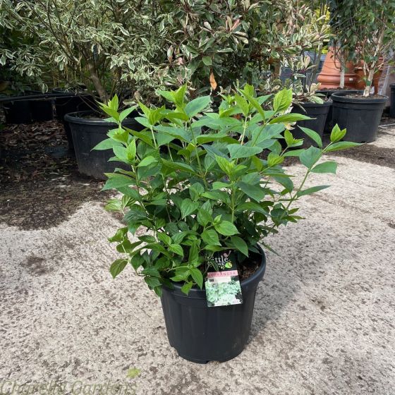 Hydrangea Paniculata Little Lime XL 15 Litre. 
