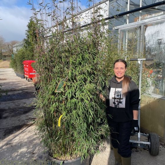 Bamboo Plants 'Fargesia 'Jiuzhaigou '1' Extra Extra Bushy 90 Litre