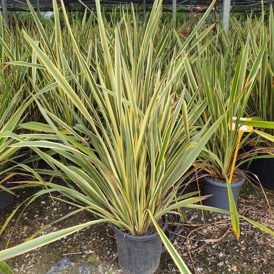 Large Variegated Phormium Plants. 150/175cm tall excluding pot.