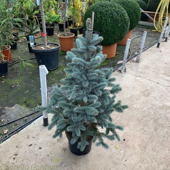 Picea Pungens Oldenburg - Real Blue Spruce Trees