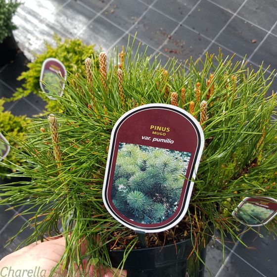Pinus Mugo Var Pumilio 
