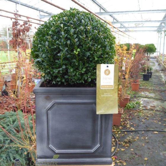 Pre Planted Buxus Topiary Ball. 30cm Ball 27cm Chelsea Terrace Planter.
