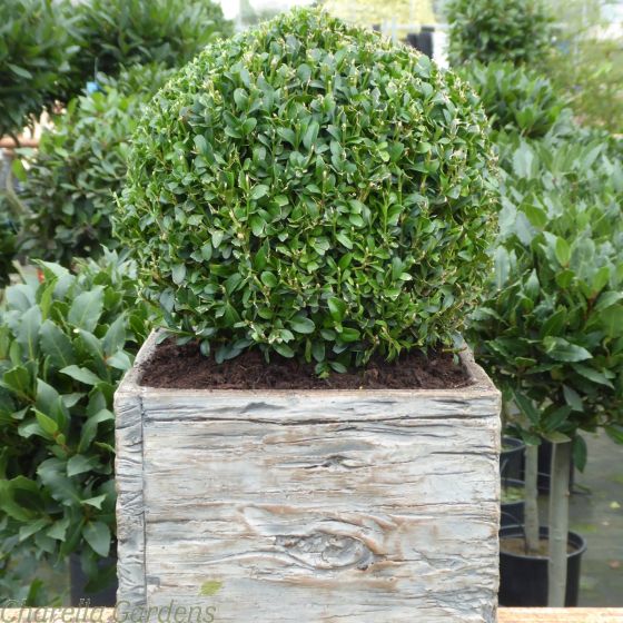 Potted Buxus Ball. 25cm Contemporary Driftwood Effect Planter.