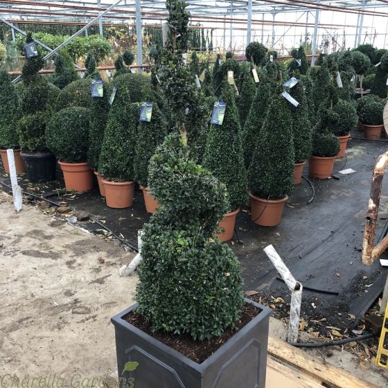 Potted Buxus Topiary Spirals by Charellagardens