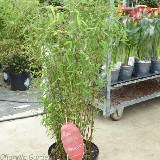 Red Dragon Bamboo. Bamboo For Shaded Areas 10 Litre pots - Delivery by Charellagardens