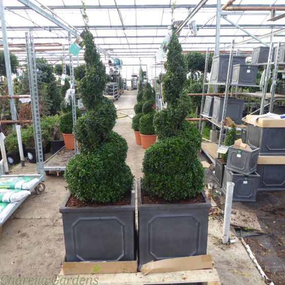 Pre potted Buxus Spiral Topiary Plants, thick cut - 45cm Chelsea Planter