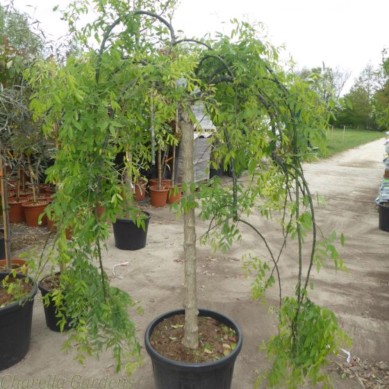 Sophora Japonica Pendula 100/120cmcm stem, 50 litre pot.