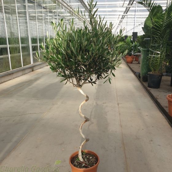 Large Spiral Stem Olive Tree Minimum 150 cm tall. Delivery by Charellagardens