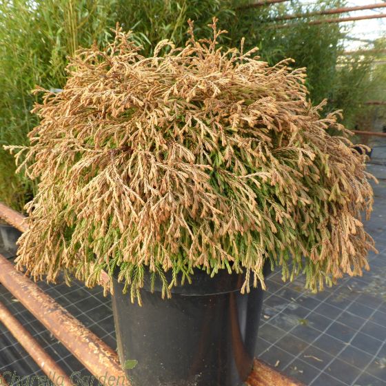 Thuja Occidentalis Golden Tuffet 7.5 Litre - Large Plants March 2017