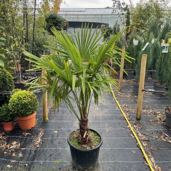 Winter Hardy Palm Tree - Trachycarpus Fortunei 30cm Trunk