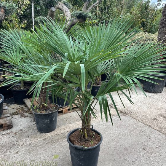 Winter Hardy Palm Tree - Trachycarpus Fortunei - Two Size options