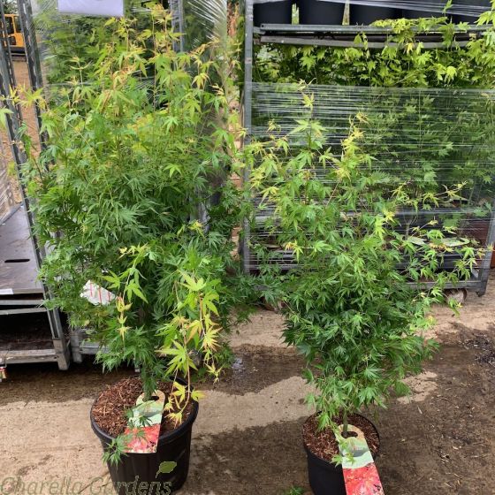 Acer Plant Japanese Maple Wilsons Pink Dwarf Two Size Options
