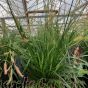 Carex Everlime By Charellagardens