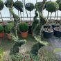 Ilex Crenata Japanese Holly Spiral Topiary by Charellagardens