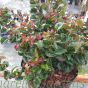 Leucothoe Curly Red by Charellagardens 3